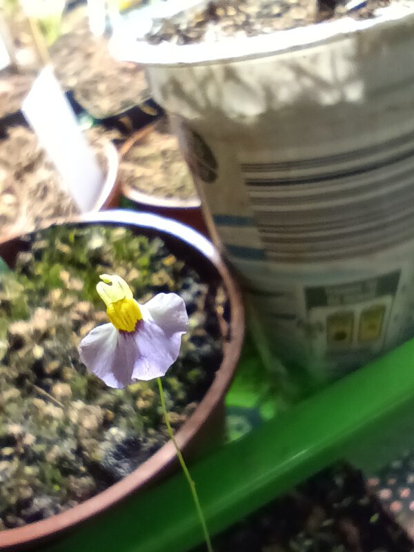 Utricularia bisquamata Bettys Bay Blüte
