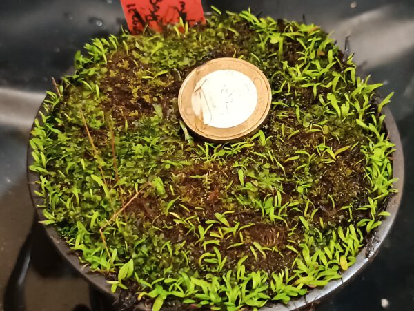 Utricularia bisquamata "Betty's Bay"