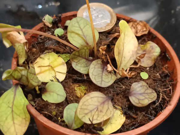 Utricularia calycifida