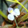 Utricularia geminiloba Hybride