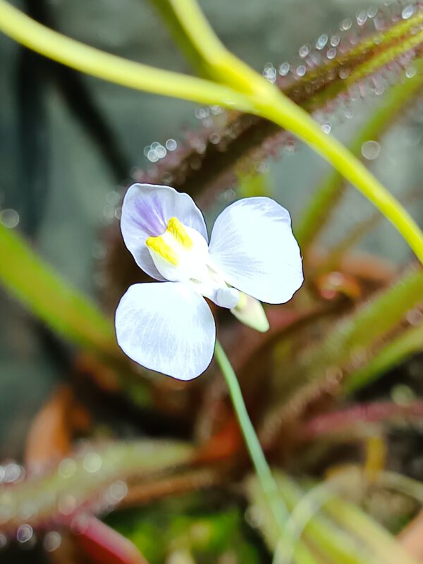 Utricularia geminiloba Hybride