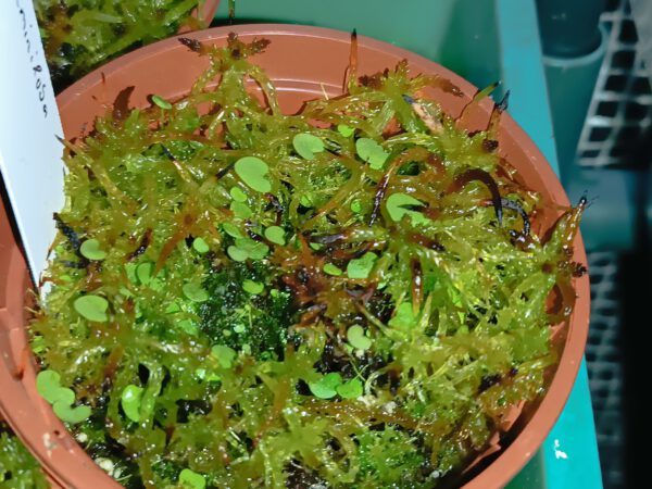 Utricularia geminiloba Hybride