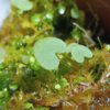 Utricularia geminiloba Hybride