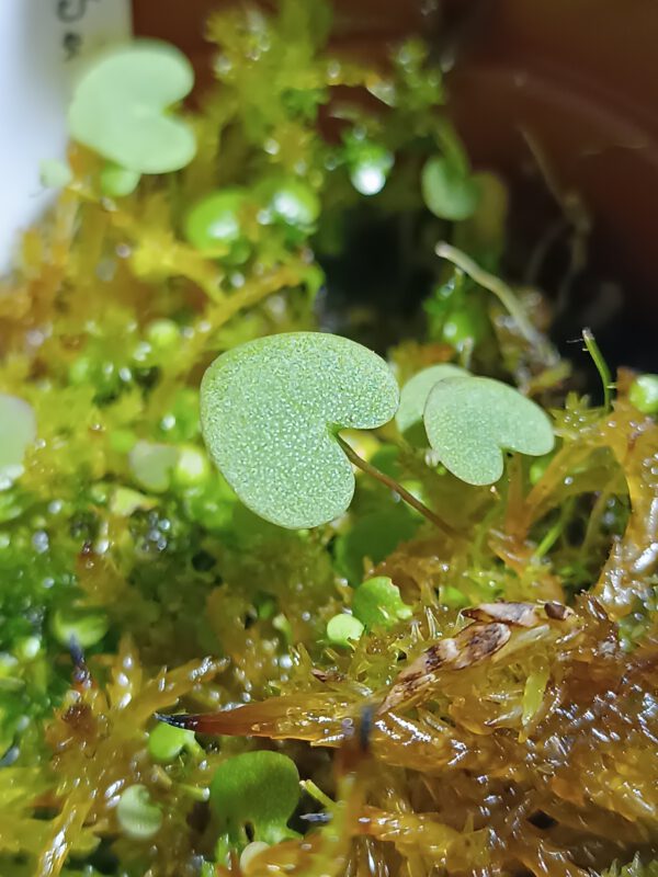 Utricularia geminiloba Hybride