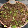 Utricularia involvens