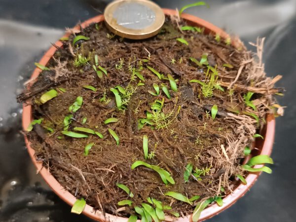 Utricularia involvens