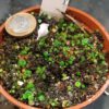 Utricularia pubescens