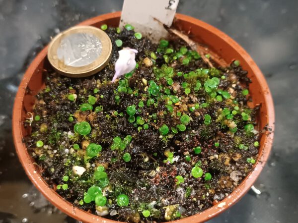 Utricularia pubescens