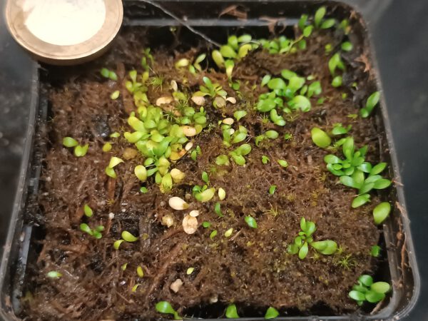 Utricularia warburgii