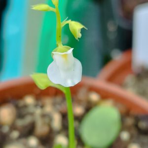 Utricularia calycifida "Lavinia Whateley"