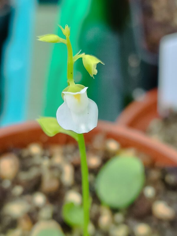 Utricularia calycifida "Lavinia Whateley"