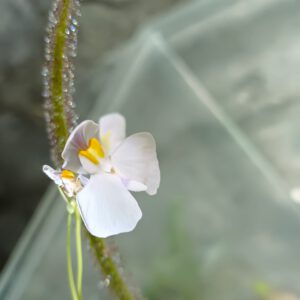 Utricularia geminiloba Hybride