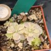 Pinguicula Spec. 'Tehuacan'