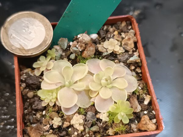 Pinguicula Spec. 'Tehuacan'