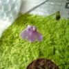 Genlisea subglabra