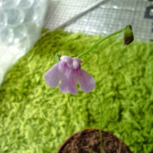 Genlisea subglabra