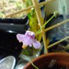 Genlisea subglabra