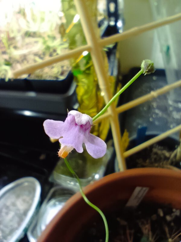 Genlisea subglabra
