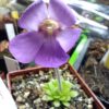 Pinguicula pilosa x crassifolia
