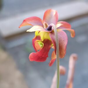 Sarracenia rubra