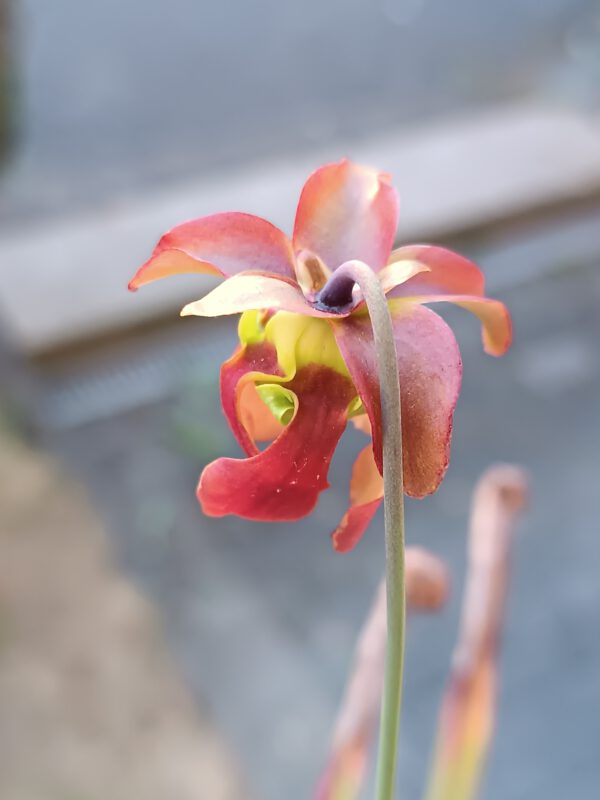 Sarracenia rubra