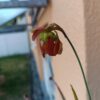 Sarracenia rubra