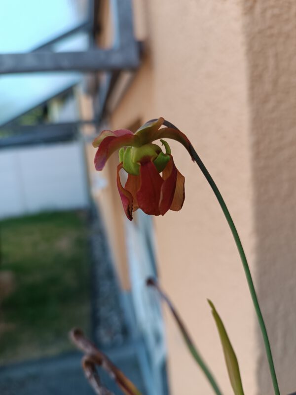 Sarracenia rubra