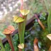 Sarracenia rubra