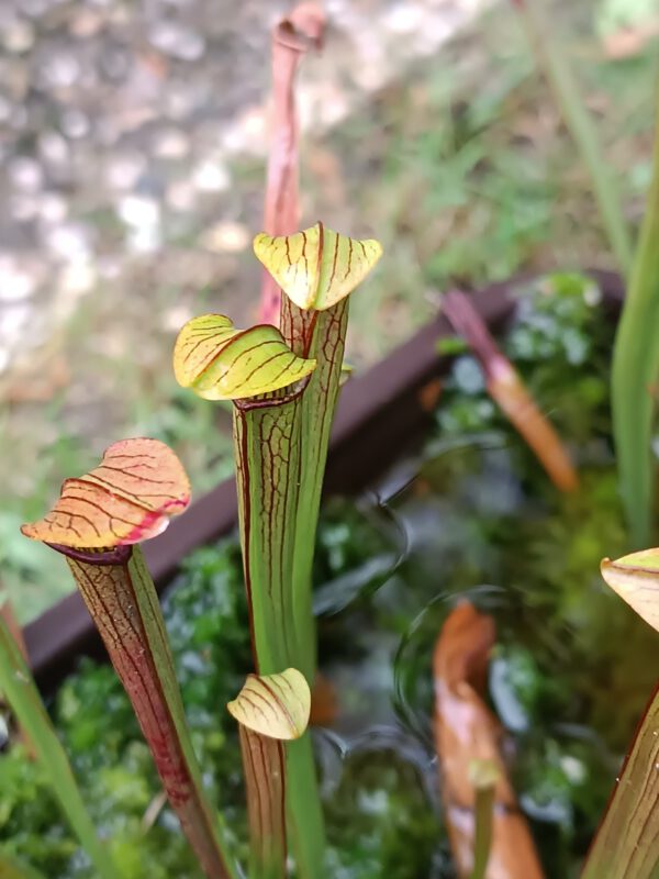 Sarracenia rubra