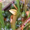 Sarracenia rubra