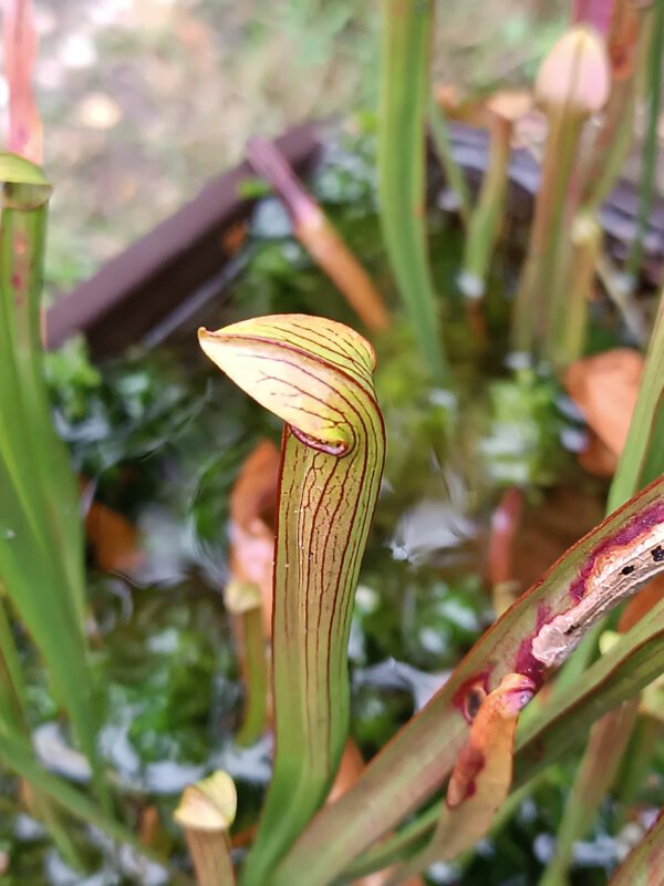 Sarracenia rubra