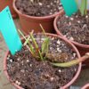Sarracenia rubra