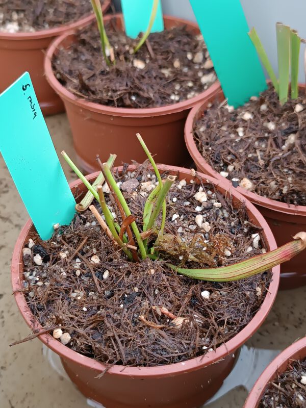 Sarracenia rubra