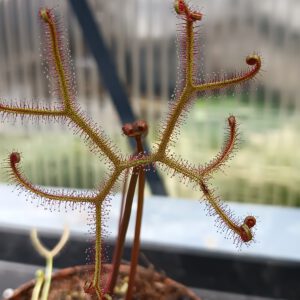 Drosera binata var. multifida 'extrema'