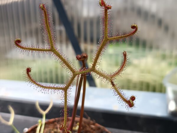 Drosera binata var. multifida 'extrema'