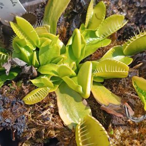 Dionaea muscipula ‘heterophylla‘