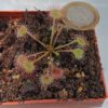 Drosera rotundifolia