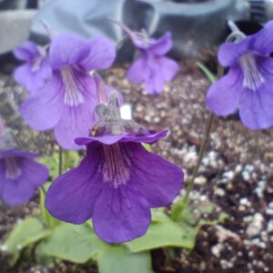 Pinguicula grandiflora