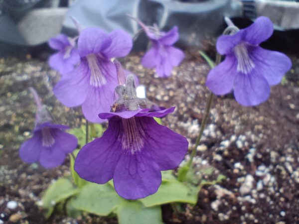Pinguicula grandiflora