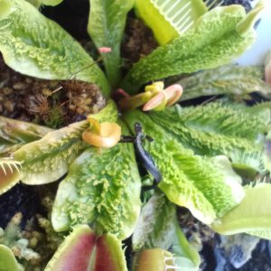 Dionaea muscipula ‘Schuppenstiel‘
