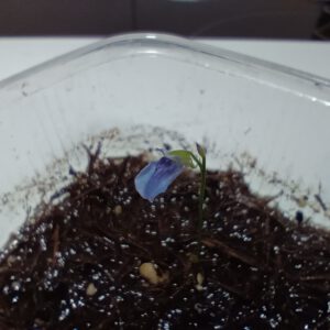 Utricularia babui