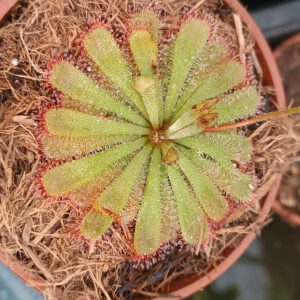 Drosera admirabilis