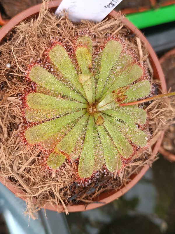 Drosera admirabilis Sonnentau Karnivore