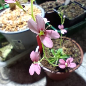Stylidium irenae
