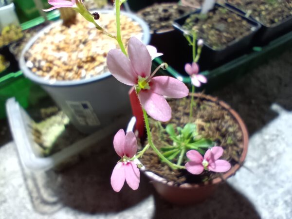 Stylidium irenae