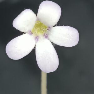 Pinguicula agnata