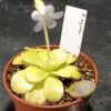 Pinguicula agnata