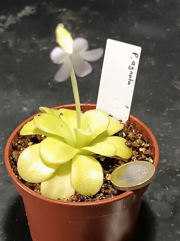 Pinguicula agnata