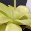 Pinguicula agnata