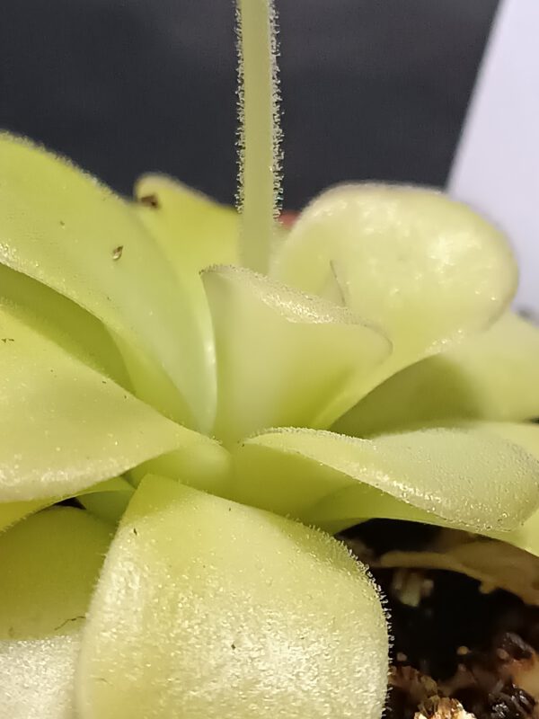 Pinguicula agnata
